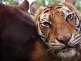 Тигр и медведь подружились в рекламных целях