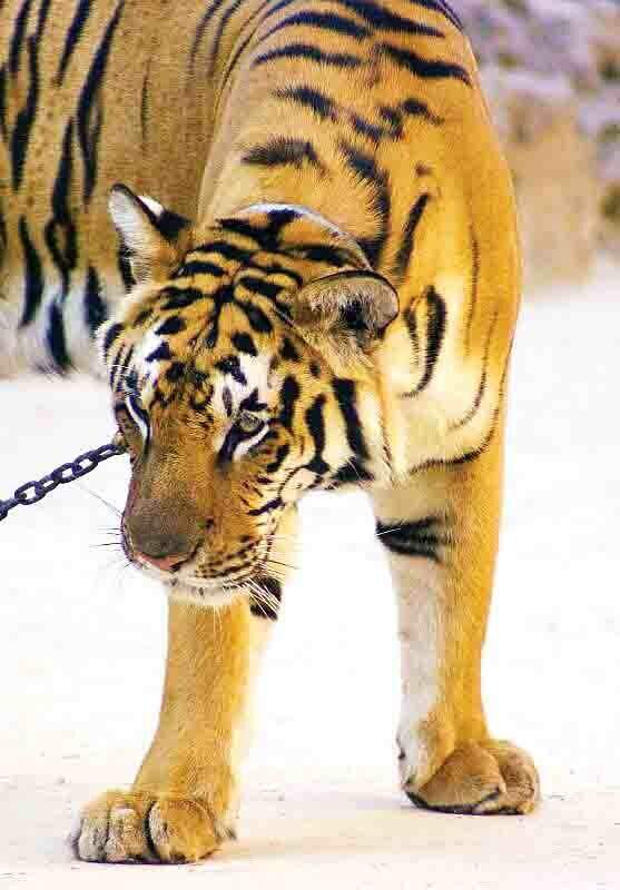 В «Храме тигров» не нашли нарушений