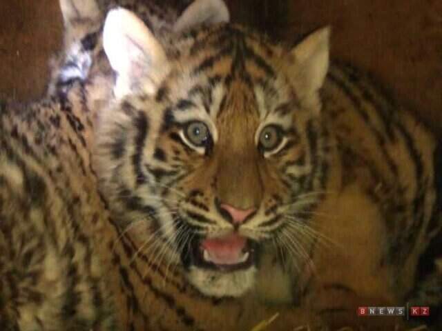 В зоопарке Караганды впервые родились амурские тигрята-двойняшки