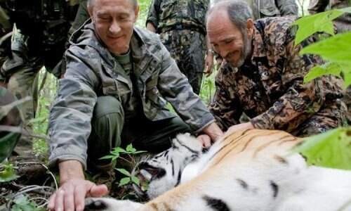 Фото, тигр в дикой природе