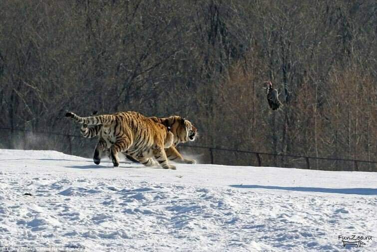 Промах тигра