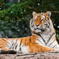 О зимовке и зажировке амурских тигров рассказал эксперт