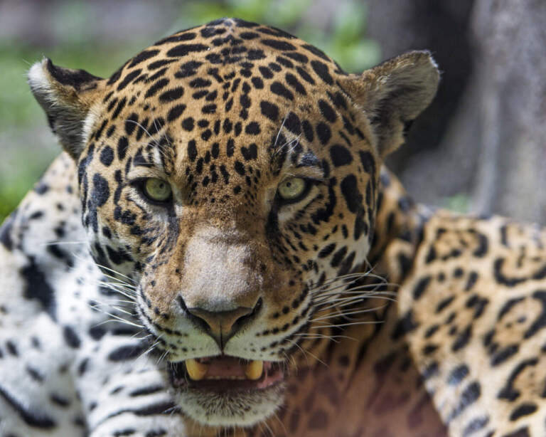 Как ягуары пережили ледниковый период