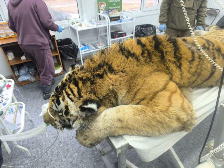 В Центр «Тигр» был доставлен амурский тигр, напавший на человека в Чугуевском…