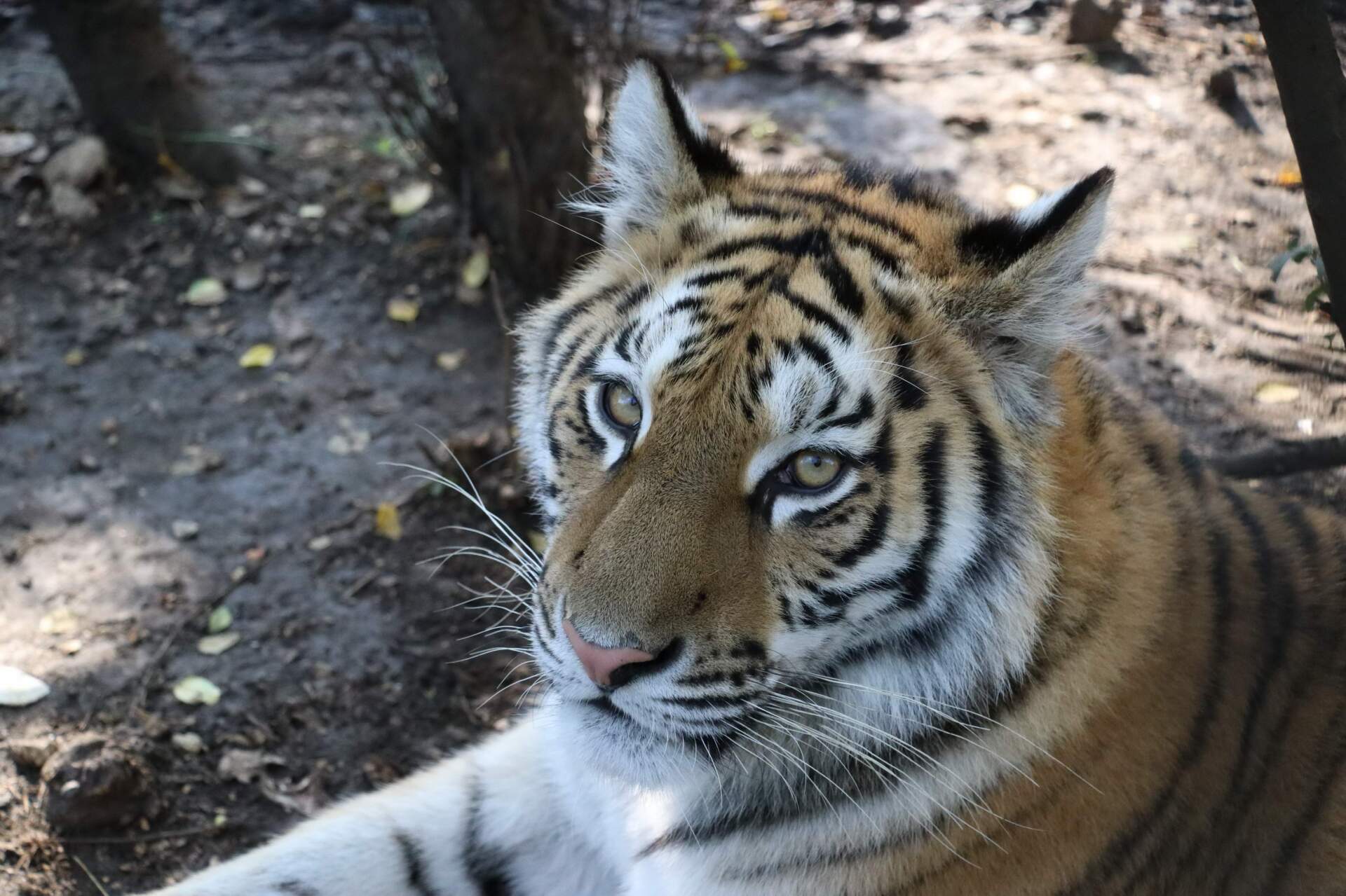 Новая Тигромания!