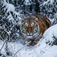 Жизнь тигра (не)дороже человеческой?