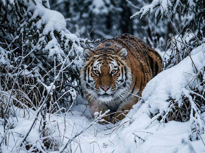 Жизнь тигра (не)дороже человеческой?