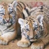 Уссури и Таежка