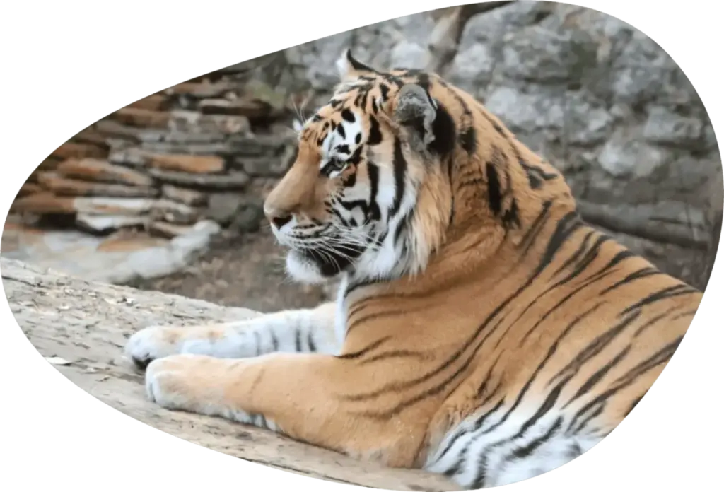 Включайте эфир с тигром из Московского зоопарка