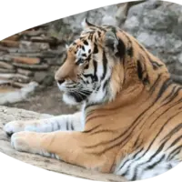 Включайте эфир с тигром из Московского зоопарка