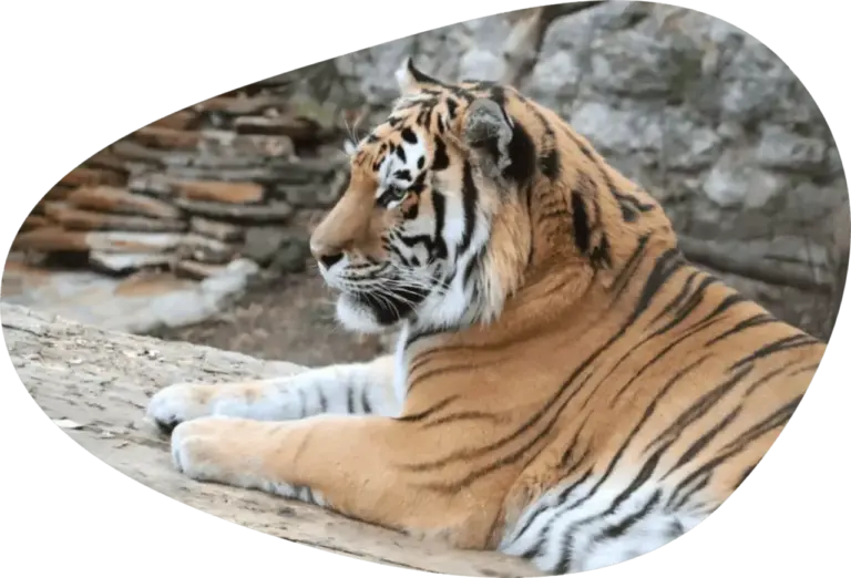 Включайте эфир с тигром из Московского зоопарка