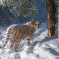 Край больших кошек: как ученые исследуют амурских тигров Дальнего Востока