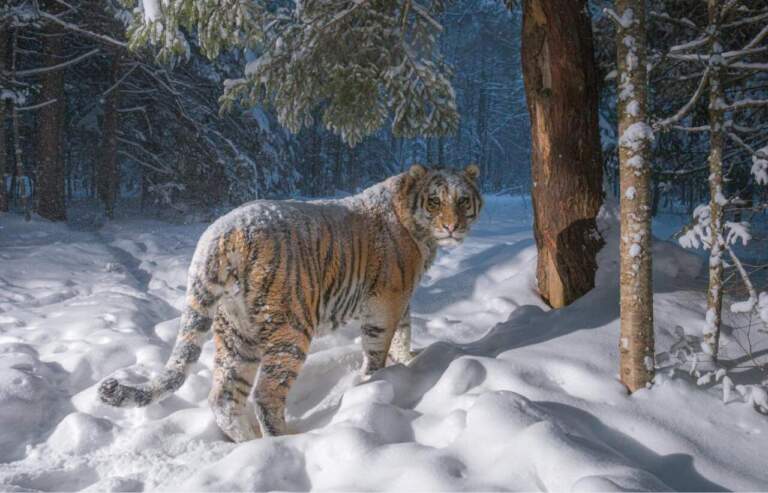 Край больших кошек: как ученые исследуют амурских тигров Дальнего Востока