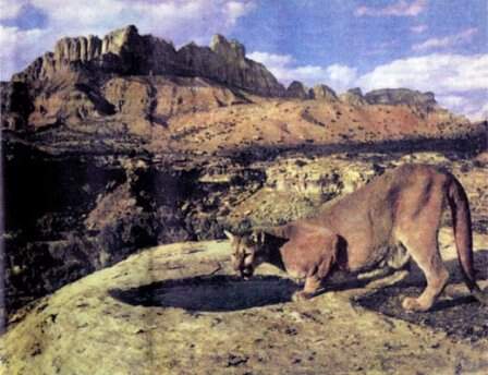 Пума, котоpая исчезает сама по себе