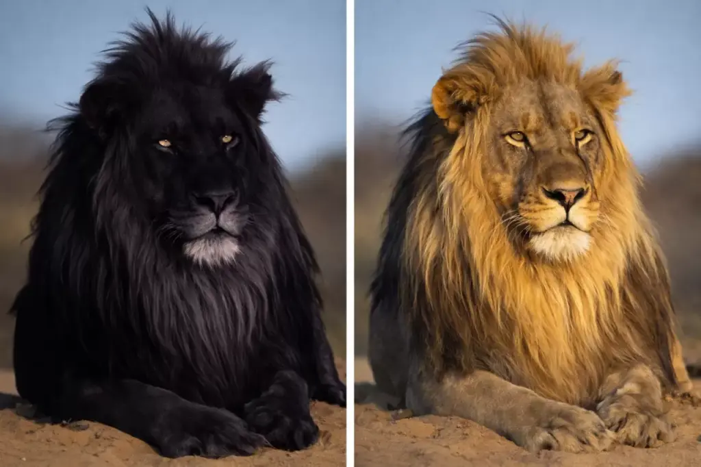 Тайна чёрных львов