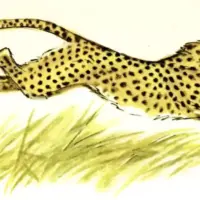 Пятнистый спринтер — о редких животных мира