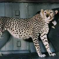 Память зверя + аудио