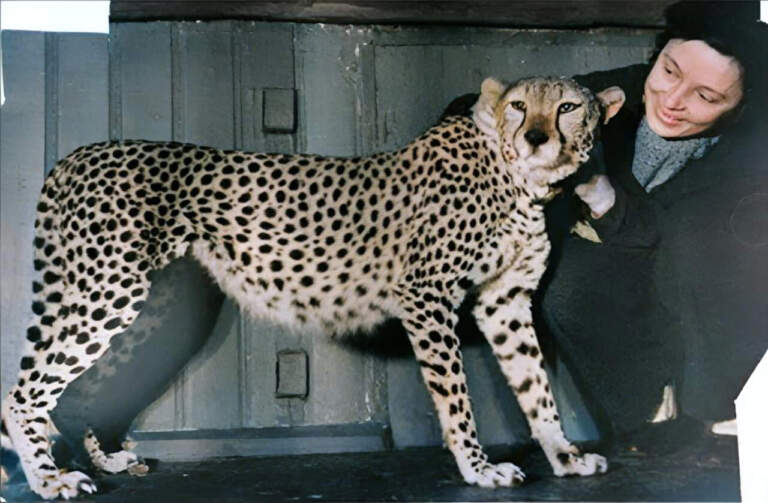 Память зверя + аудио