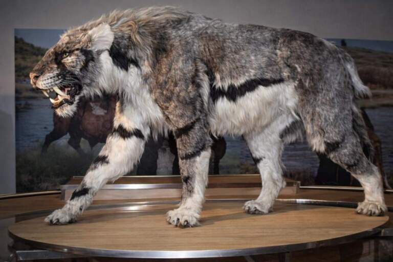 Homotherium