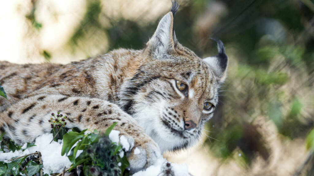 Оборотень рысь