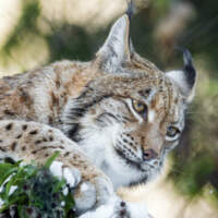 Оборотень рысь