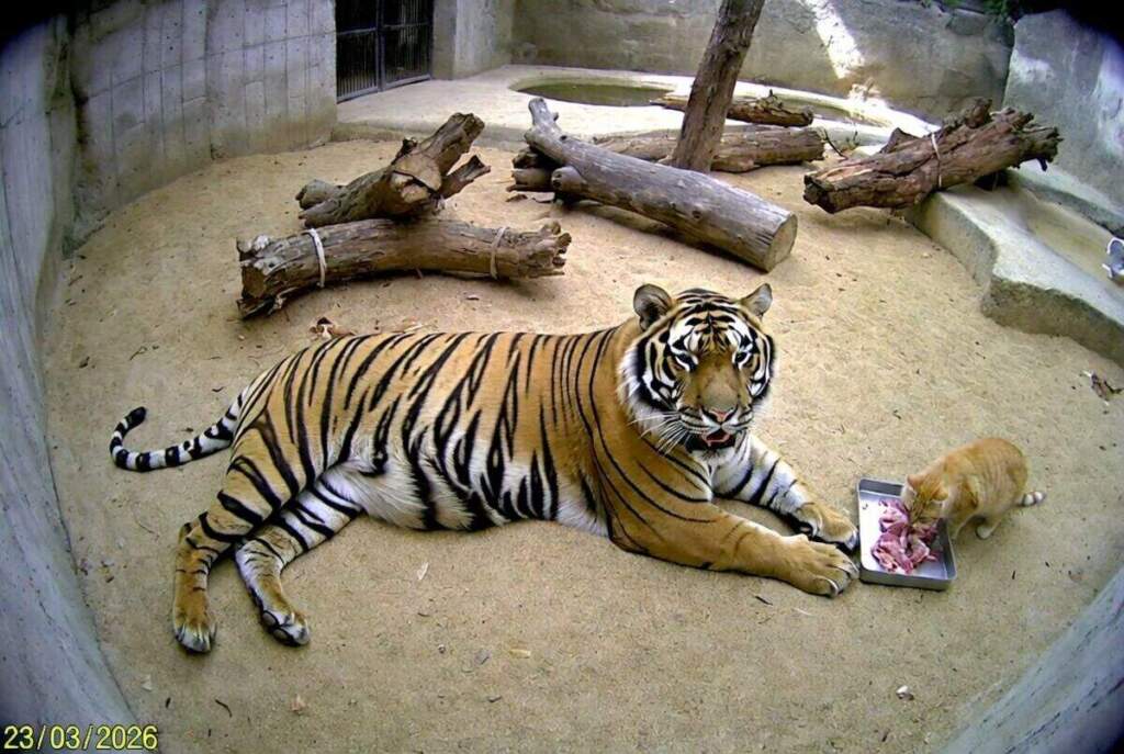 Тигр и кот в зоопарке