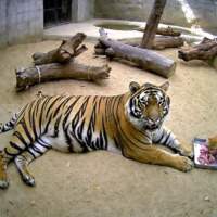 Тигр и кот в зоопарке