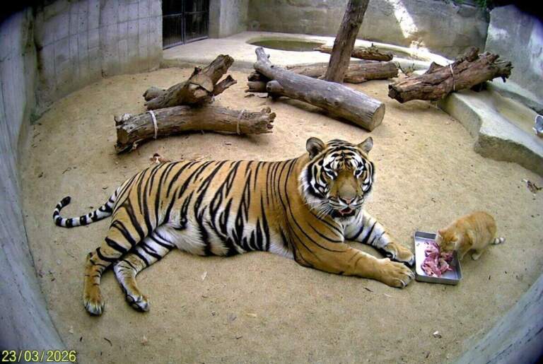 Тигр и кот в зоопарке