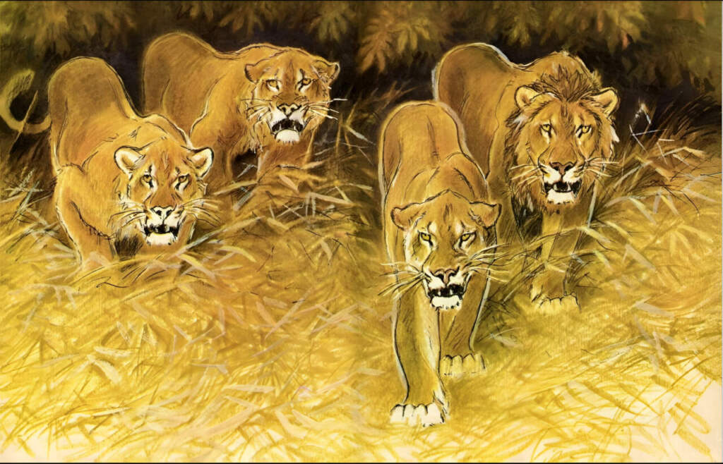 Лев — о редких животных мира