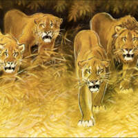 Лев — о редких животных мира