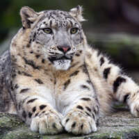 Кошки высокого полета