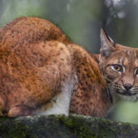 Царица лесов рысь. Чего мы еще о ней не знаем?