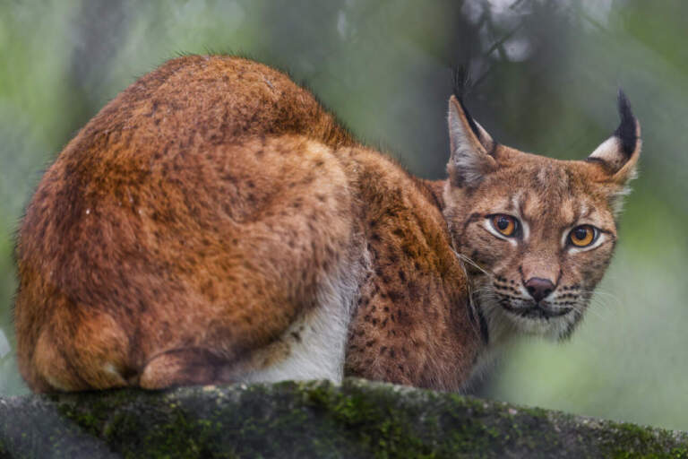 Царица лесов рысь. Чего мы еще о ней не знаем?