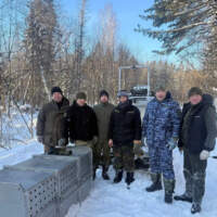 Шесть амурских тигров отловили охотоведы Хабаровского края в этом году