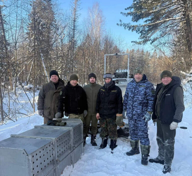 Шесть амурских тигров отловили охотоведы Хабаровского края в этом году