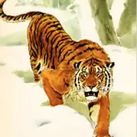 Тигр — о редких животных мира