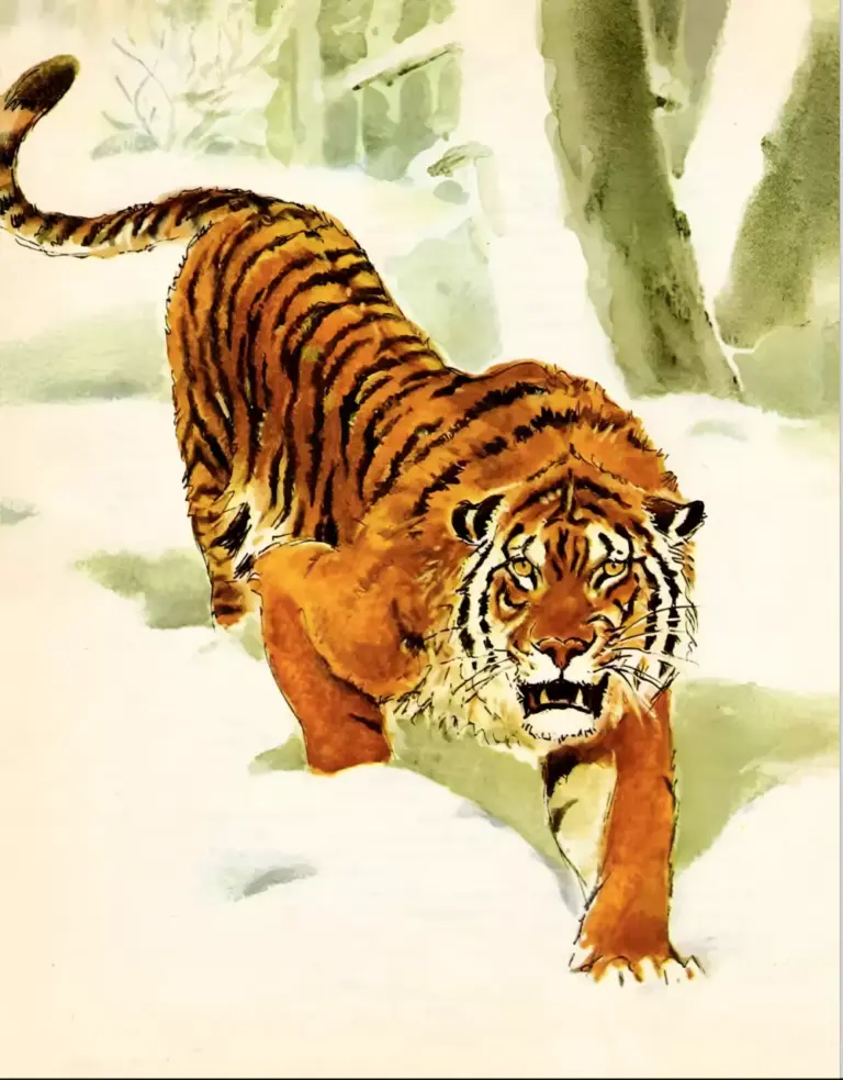 Тигр — о редких животных мира