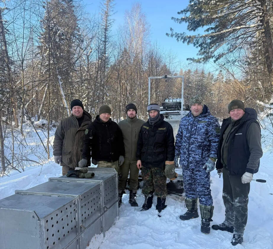 Шесть амурских тигров отловили охотоведы Хабаровского края в этом году